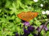 268730 – Photo : Andre Astric – France (68)