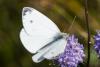 268401 – Photo : Bernard Saquet – France (48)