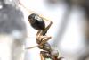 268727 – Photo : Bernard Nogues – France (83)