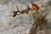 268726 – Photo : Bernard Nogues – France (83)