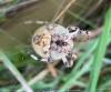 268673 – Photo : Anne SAUNAL – France (57)