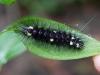 268613 – Photo : Alain Gérard – Costa Rica
