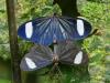268758 – Photo : Alain Gérard – Costa Rica
