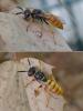 Philanthus triangulum