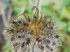 268481 – Photo : Denis Bucaille – France (60)