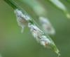 268446 – Photo : Catherine Reymonet-Smitten – France (19)