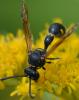 268868 – Photo : Christian Berquer – France (50)