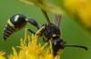 268869 – Photo : Christian Berquer – France (50)