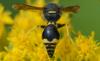 268870 – Photo : Christian Berquer – France (50)
