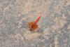 268619 – Photo : Sylvia Donon – Algérie
