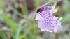 268826 – Photo : Williams Fondevilla – France (31)