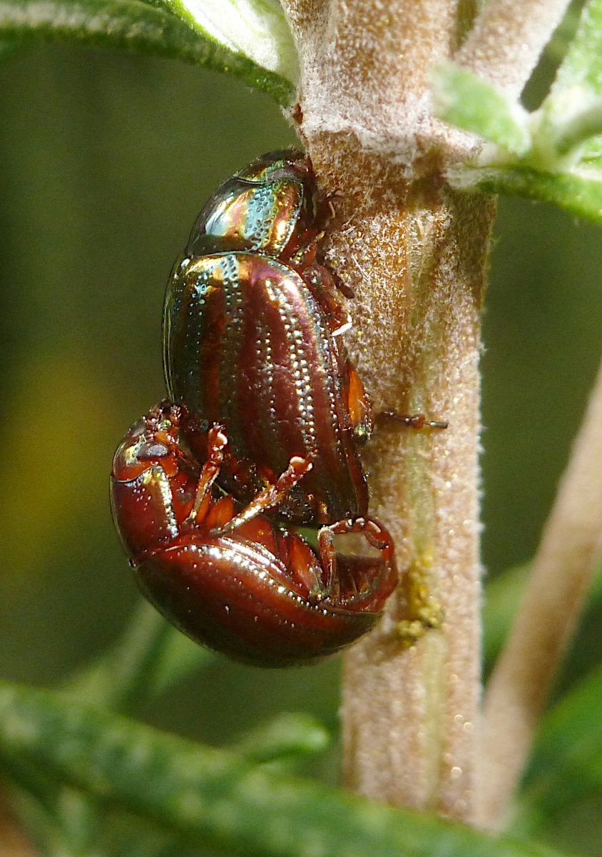 Michel Bertrand - Chrysolina (Taeniochrysea) americana - réf. 268634 (844 x 1200 pixels, 199 ko)
