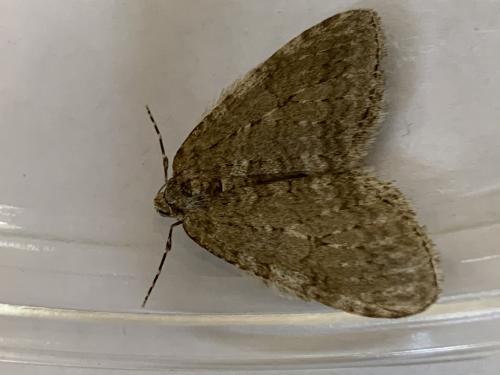 Réf. 269 984 : Epirrita dilutata