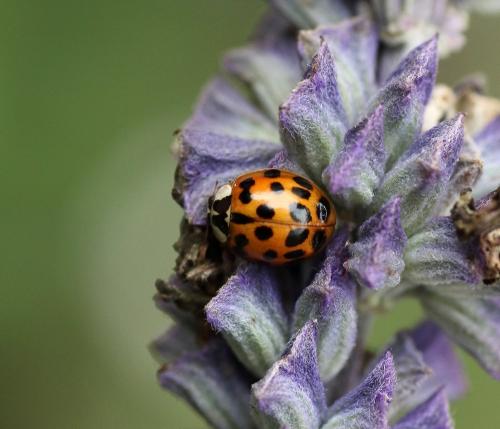 Harmonia axyridis