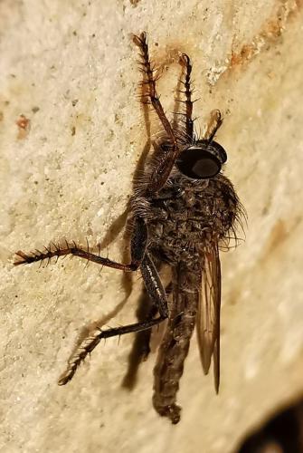 Asilinae