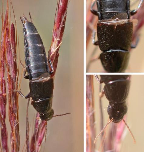Quedius sp.