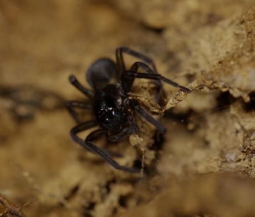 Amaurobius sp.