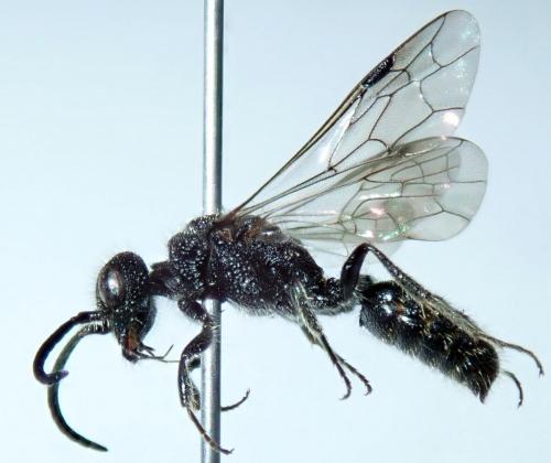 Réf. 269 046 : Myrmosa atra