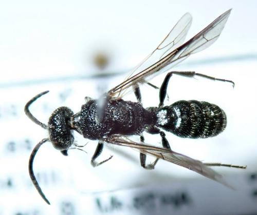 Réf. 269 047 : Myrmosa atra