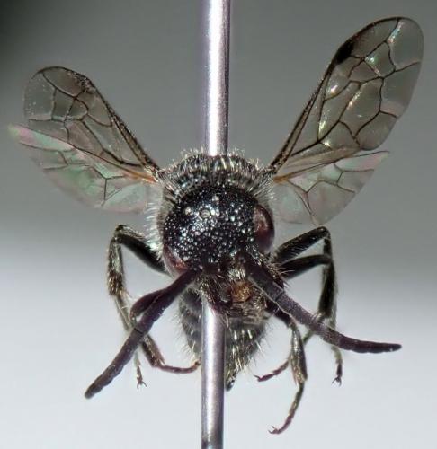 Réf. 269 048 : Myrmosa atra