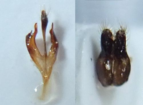 Myrmosa atra