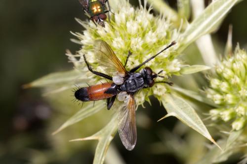 Cylindromyia brassicaria
