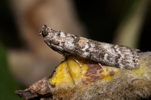 Réf. 269 764 : Dioryctria sp.