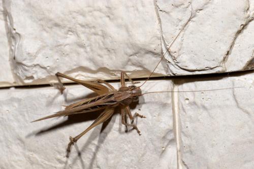 Tessellana tessellata tessellata