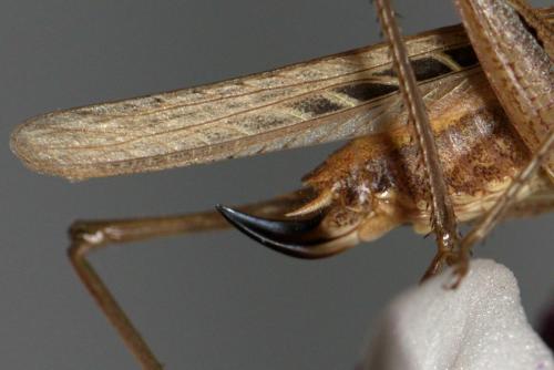 Tessellana tessellata tessellata