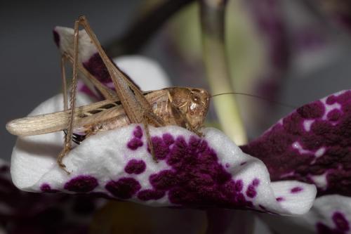 Tessellana tessellata tessellata