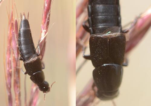 Quedius sp.