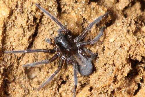 Réf. 269 566 : Amaurobius sp.