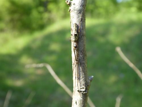 Réf. 269 107 : Tetragnatha nigrita