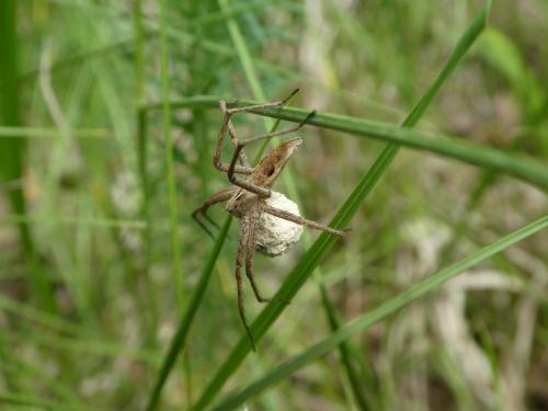 Pisaura mirabilis