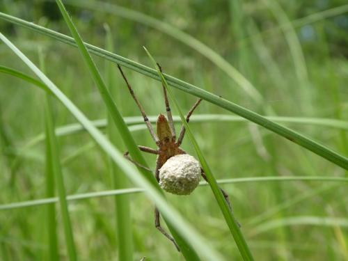Pisaura mirabilis