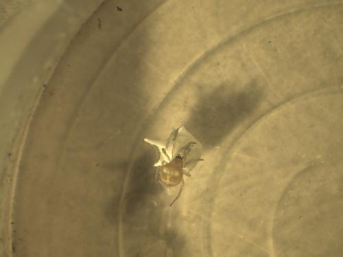 Réf. 269 229 : Paidiscura pallens