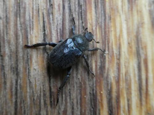 Hoplia philanthus