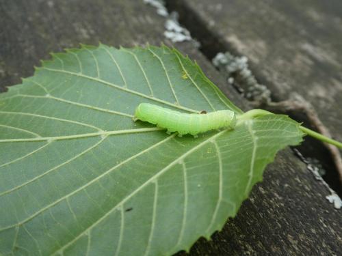 Orthosia cerasi