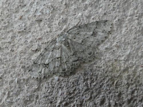 Ectropis crepuscularia