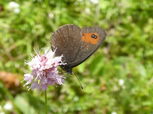 Erebia meolans