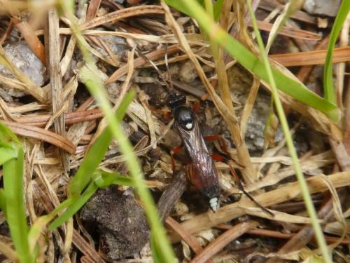 Réf. 269 478 : Ichneumon sp.