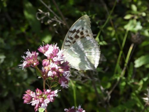 Argynnis paphia