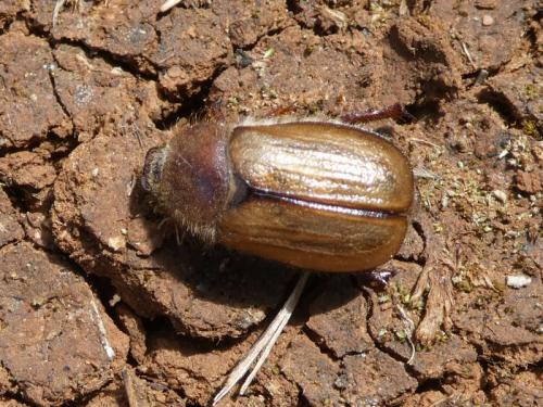 Melolonthinae