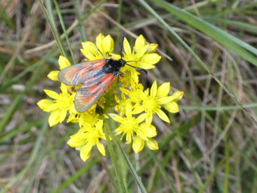 Zygaena loti