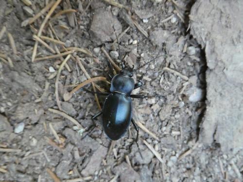 Carabus glabratus