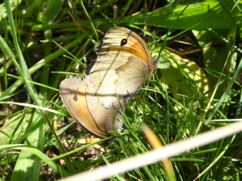 Maniola jurtina