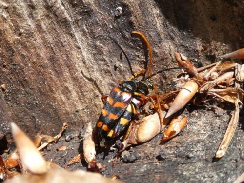 Réf. 269 623 : Leptura aurulenta