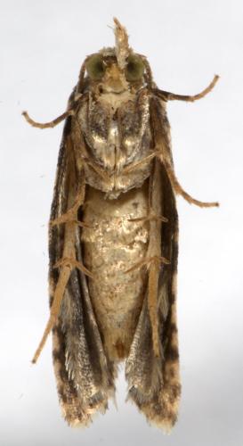 Réf. 269 857 : Cochylis molliculana
