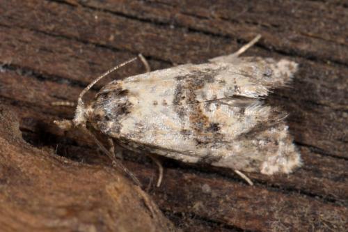 Réf. 269 855 : Cochylis molliculana
