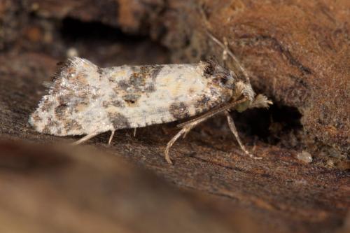 Réf. 269 856 : Cochylis molliculana